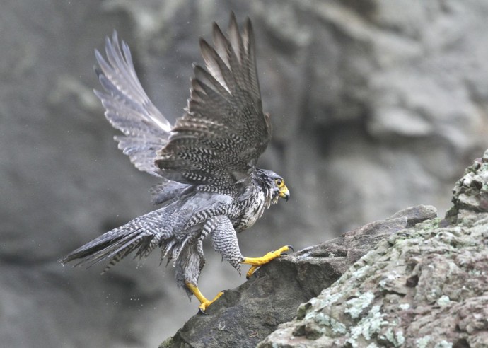 ハヤブサ 鳥類最速のハンター 隼 Z Pの猛禽類 11の4 Zisama Pami 動物や風景などの写真を気の向くままに掲載するブログ